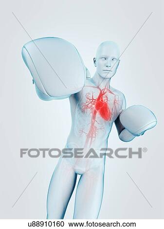 Stock Image - Anatomy of a boxer, illustration. Fotosearch