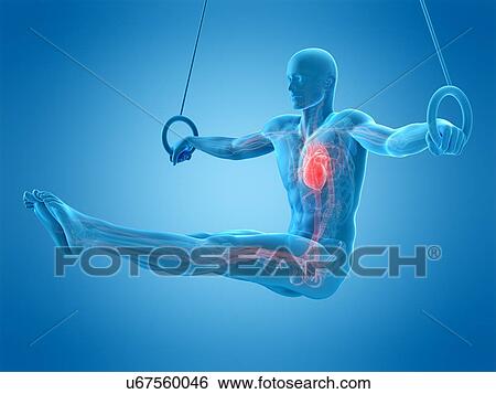 Anatomy of an athlete, illustration View Large Photo Image Stock Photograph - Anatomy of an athlete, illustration. Fotosearch