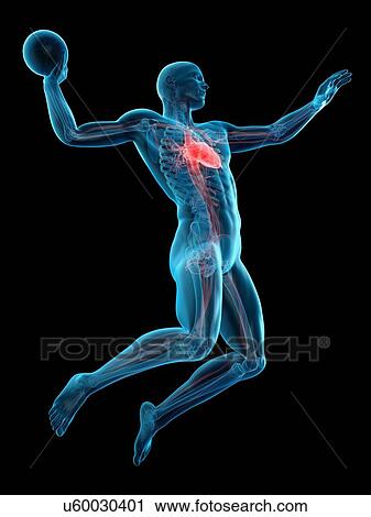 Stock Image - Anatomy of handball player, illustration. Fotosearch