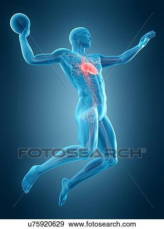 Anatomy of handball player, illustration View Large Photo Image Stock Photo - Anatomy of handball player, illustration. Fotosearch