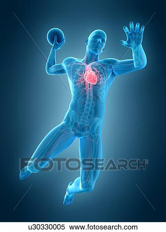 Anatomy of handball player, illustration View Large Photo Image Stock Photography - Anatomy of handball player, illustration. Fotosearch