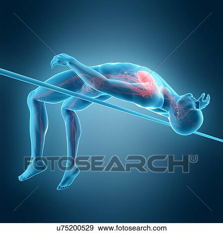 Stock Photo - Anatomy of person high jumping, illustration. Fotosearch