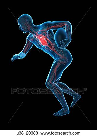 Anatomy of rugby player, illustration View Large Photo Image Stock Photo - Anatomy of rugby player, illustration. Fotosearch