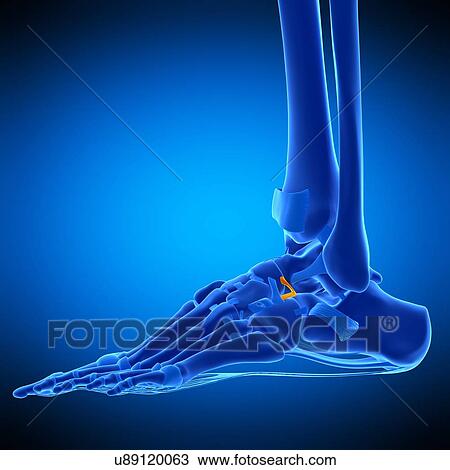 Ankle ligament, illustration View Large Photo Image Stock Image - Ankle ligament, illustration. Fotosearch