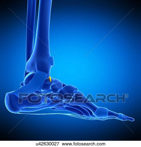 Ankle ligament, illustration View Large Photo Image Stock Photo - Ankle ligament, illustration. Fotosearch