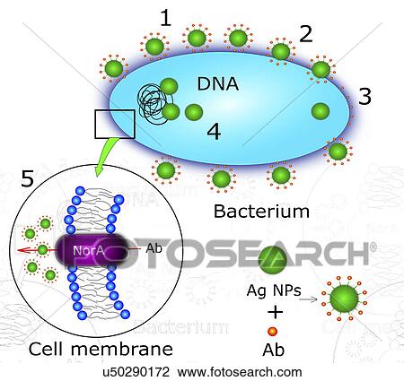 Antibacterial action of nanoparticle, illustration View Large Photo Image Stock Image - Antibacterial action of nanoparticle, illustration. Fotosearch
