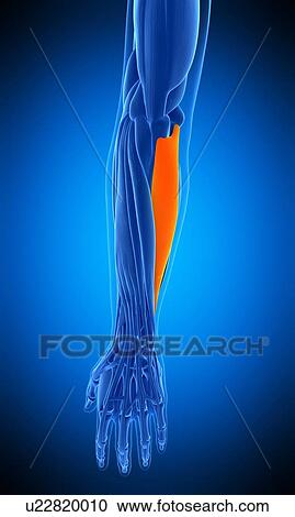 Stock Image - Arm muscle, illustration. Fotosearch