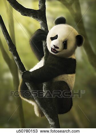 Artwork of Juvenile Giant Panda View Large Photo Image Stock Image - Artwork of Juvenile Giant Panda. Fotosearch