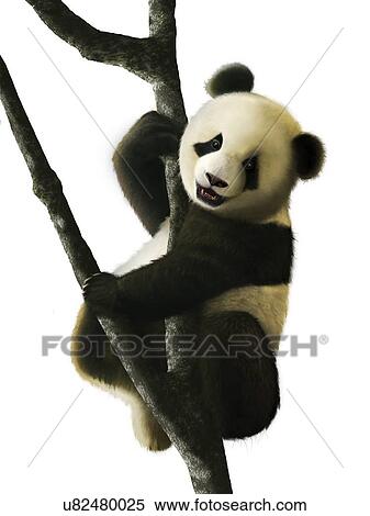 Artwork of Juvenile Giant Panda View Large Photo Image Stock Photography - Artwork of Juvenile Giant Panda. Fotosearch