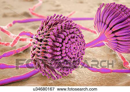 Stock Photo - Aspergillus, illustration. Fotosearch