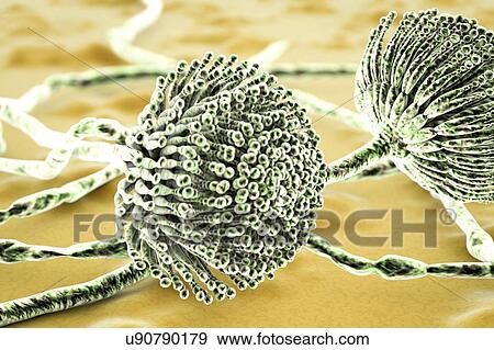 Aspergillus, illustration View Large Photo Image Stock Photo - Aspergillus, illustration. Fotosearch