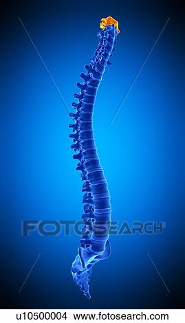 Picture - Atlas vertebra, illustration. Fotosearch