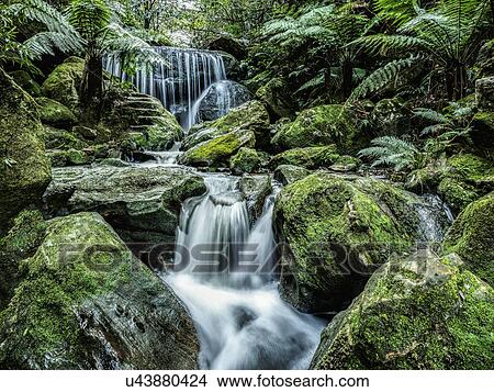 Australia, New South Wales, Katoomba, Leura Cascade in forest View Large Photo Image Picture - Australia, New South Wales, Katoomba, Leura Cascade in forest. Fotosearch