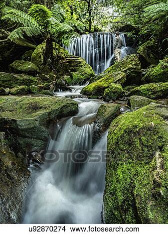 Picture - Australia, New South Wales, Katoomba, Leura Cascade in forest. Fotosearch