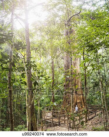 Picture - Australia, New South Wales, Port Macquarie, Mature woman in forest. Fotosearch