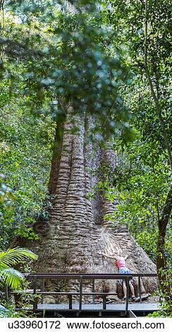 Australia, New South Wales, Port Macquarie, Mature woman leaning against gigantic tree View Large Photo Image Stock Image - Australia, New South Wales, Port Macquarie, Mature woman leaning against gigantic tree. Fotosearch