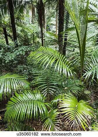 Stock Image - Australia, New South Wales, Port Macquarie, Lush plants in forest. Fotosearch