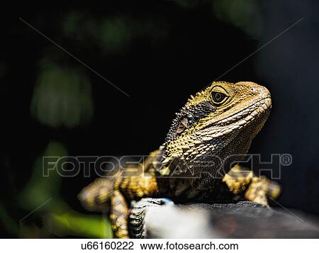 Australia, New South Wales, Port Macquarie, Portrait of lizard View Large Photo Image Stock Image - Australia, New South Wales, Port Macquarie, Portrait of lizard. Fotosearch