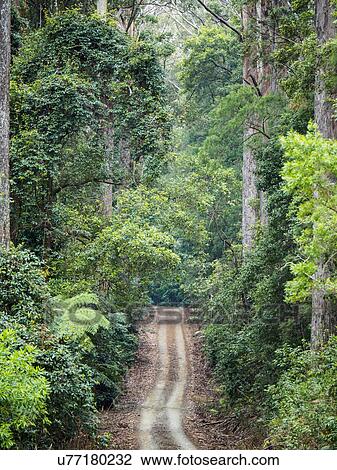 Stock Image - Australia, New South Wales, Port Macquarie, Dirt road in lush forest. Fotosearch