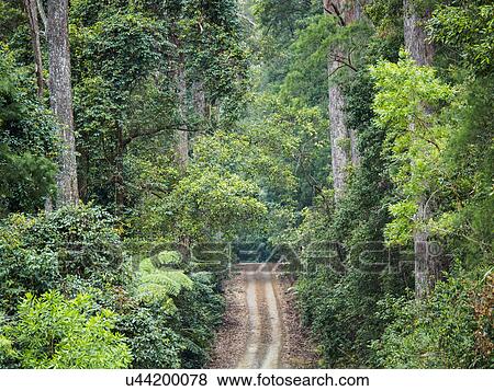 Stock Photo - Australia, New South Wales, Port Macquarie, Dirt road in lush forest. Fotosearch