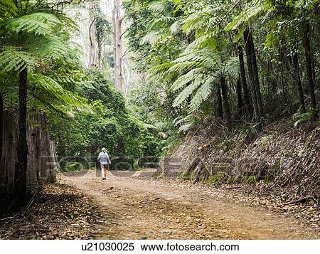 Stock Photography - Australia, New South Wales, Port Macquarie, Mature woman walking along dirt road in forest. Fotosearch