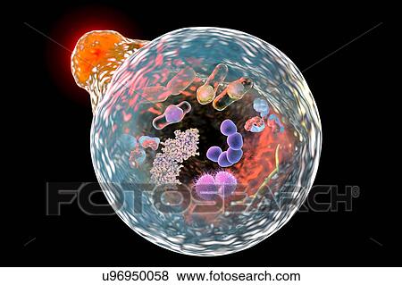 Stock Photo - Autophagy, illustration. Fotosearch