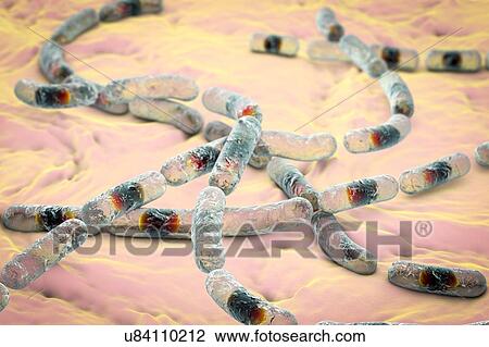Stock Image - Bacillus cereus bacteria, illustration. Fotosearch