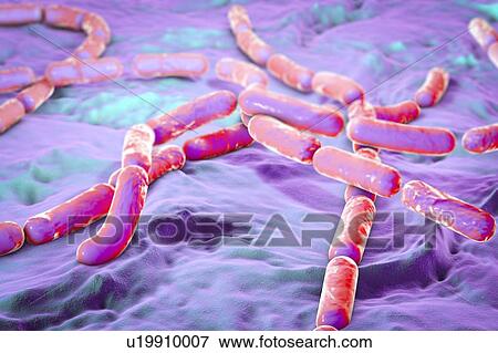 Bacillus cereus bacteria, illustration View Large Photo Image Stock Photo - Bacillus cereus bacteria, illustration. Fotosearch