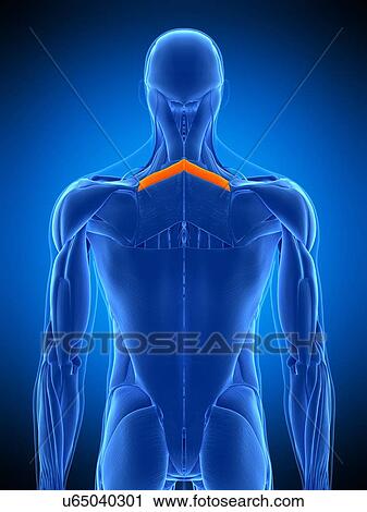 Stock Image - Back muscles, illustration. Fotosearch