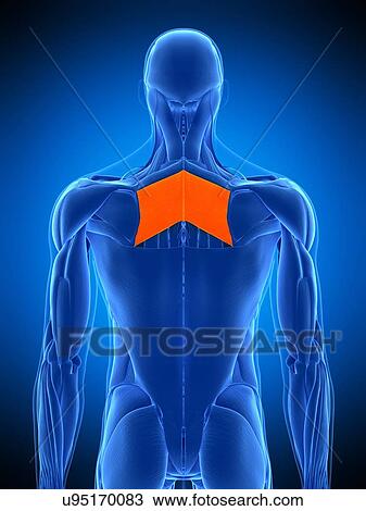 Stock Image - Back muscles, illustration. Fotosearch
