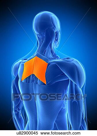 Back muscles, illustration View Large Photo Image Stock Photography - Back muscles, illustration. Fotosearch