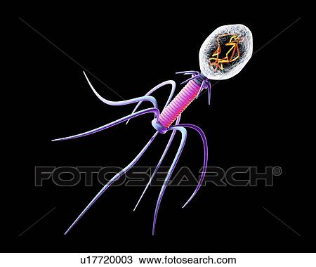 Bacteriophage, illustration View Large Photo Image Stock Image - Bacteriophage, illustration. Fotosearch