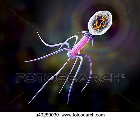 Bacteriophage, illustration View Large Photo Image Stock Image - Bacteriophage, illustration. Fotosearch