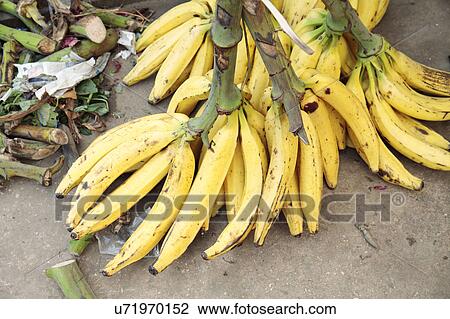 Bananas for sale in market View Large Photo Image Stock Image - Bananas for sale in market. Fotosearch