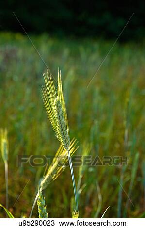 Stock Image - Barley growing in field, close-up, Cherington, Gloucestershire, England, UK. Fotosearch