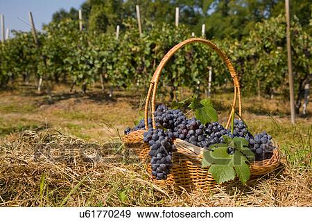 Stock Photo - Basket of grapes, Langhe Nebbiolo, Piedmont, Italy. Fotosearch