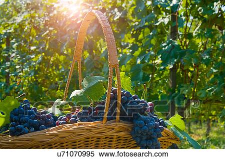 Stock Photography - Basket of grapes, Langhe Nebbiolo, Piedmont, Italy. Fotosearch