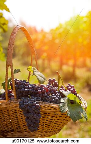 Stock Photography - Basket of grapes, Langhe Nebbiolo, Piedmont, Italy. Fotosearch