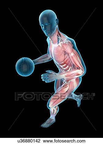 Stock Image - Basketball player, illustration. Fotosearch