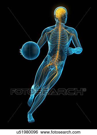 Basketball player, illustration View Large Photo Image Stock Photograph - Basketball player, illustration. Fotosearch