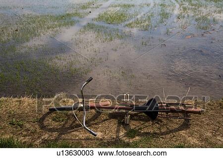 Bicycle, paddy field, Novara, Piedmont, Italy View Large Photo Image Stock Image - Bicycle, paddy field, Novara, Piedmont, Italy. Fotosearch