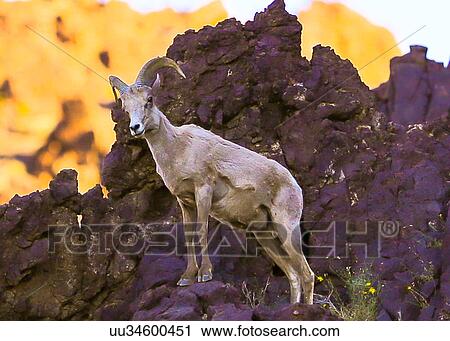 Stock Image - Big Horn Sheep. Fotosearch