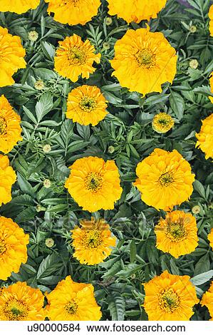 Picture - Blossom of orange flower. Fotosearch