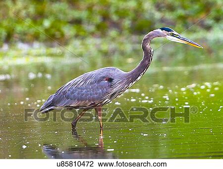 Stock Image - Blue Heron. Fotosearch