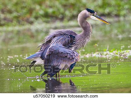 Blue Heron View Large Photo Image Stock Photo - Blue Heron. Fotosearch