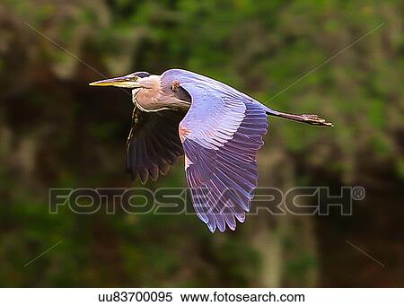 Stock Photography - Blue Heron. Fotosearch