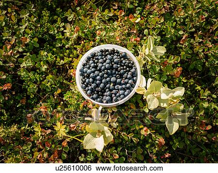 Bowl of blueberries outdoors, overhead view View Large Photo Image Stock Photograph - Bowl of blueberries outdoors, overhead view. Fotosearch