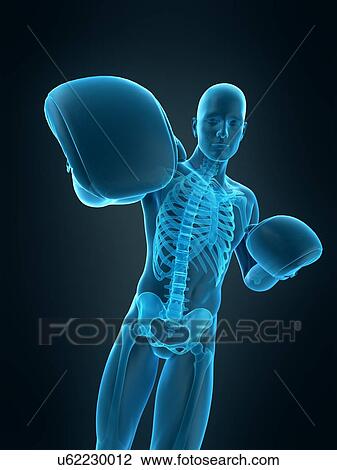 Boxer, illustration View Large Photo Image Stock Image - Boxer, illustration. Fotosearch
