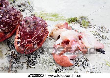 Bullmouth helmet sea snail and shell View Large Photo Image Stock Image - Bullmouth helmet sea snail and shell. Fotosearch