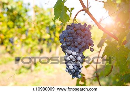 Stock Photo - Bunch of grapes on tree, Langhe Nebbiolo, Piedmont, Italy. Fotosearch